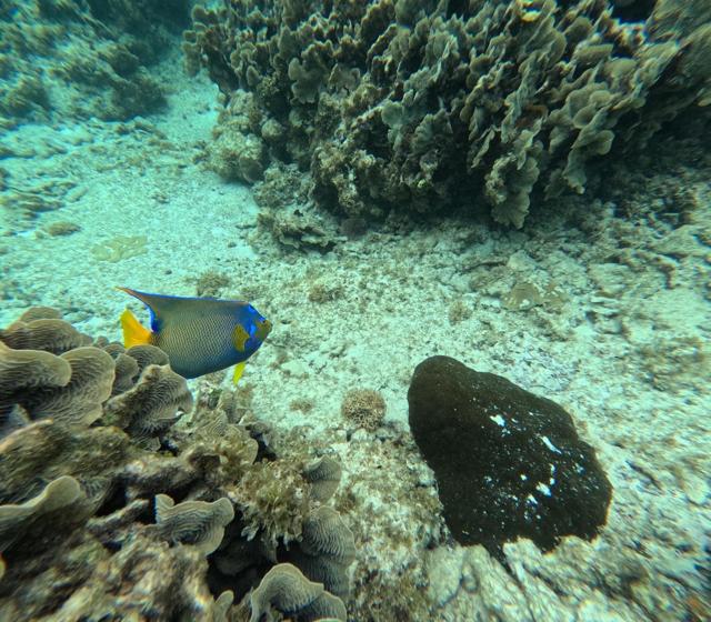 Angelfish on a Roatán reef